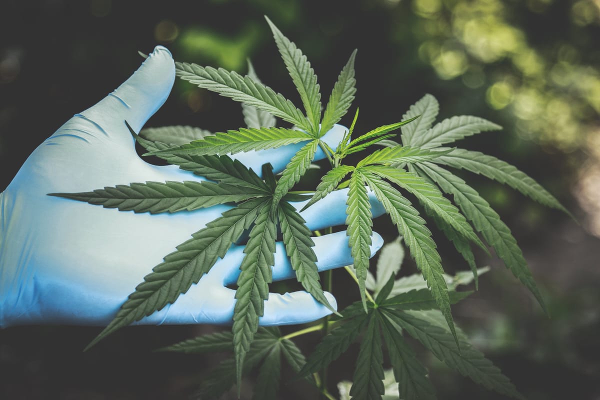Cannabisplantage met 600-tal planten opgerold