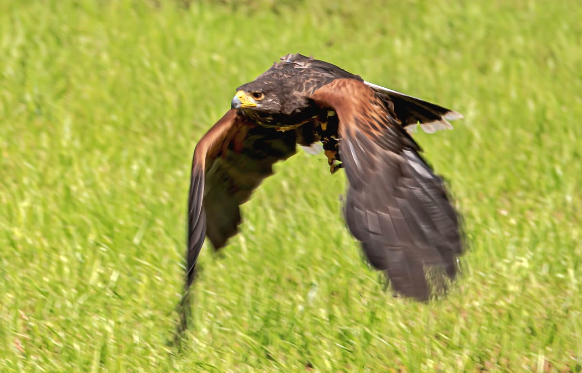 De vogelshow op de Molenfeesten