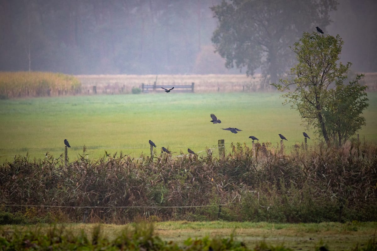 Heerlijk wandelen op Kattenbos