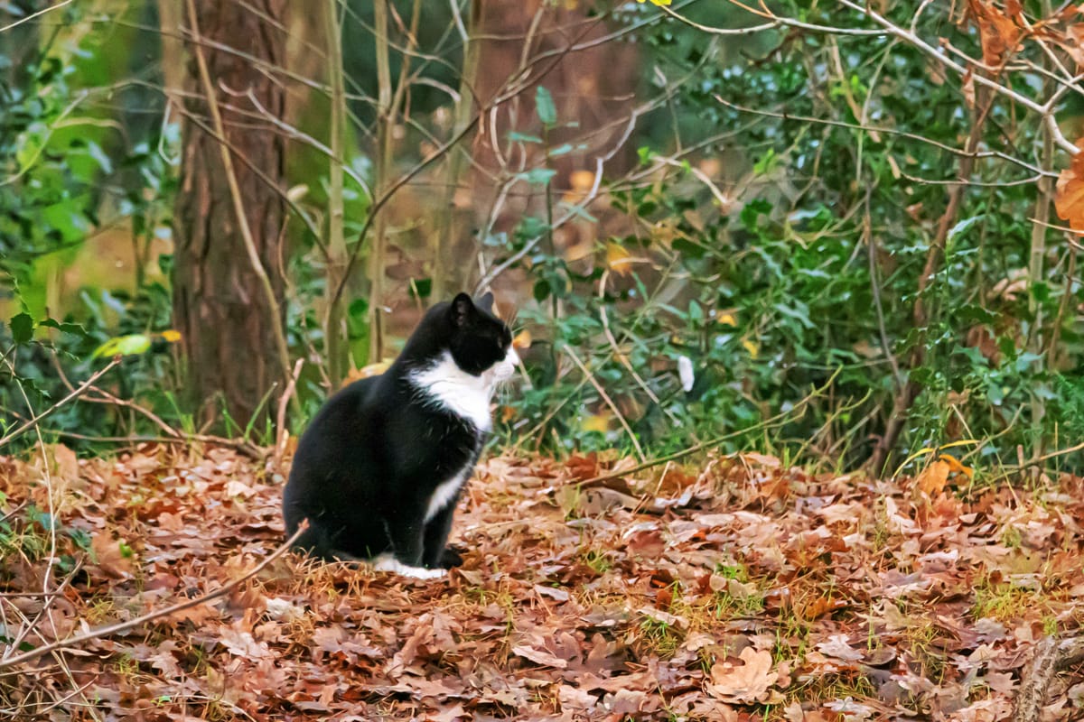 Een wandeling door Kattenbos