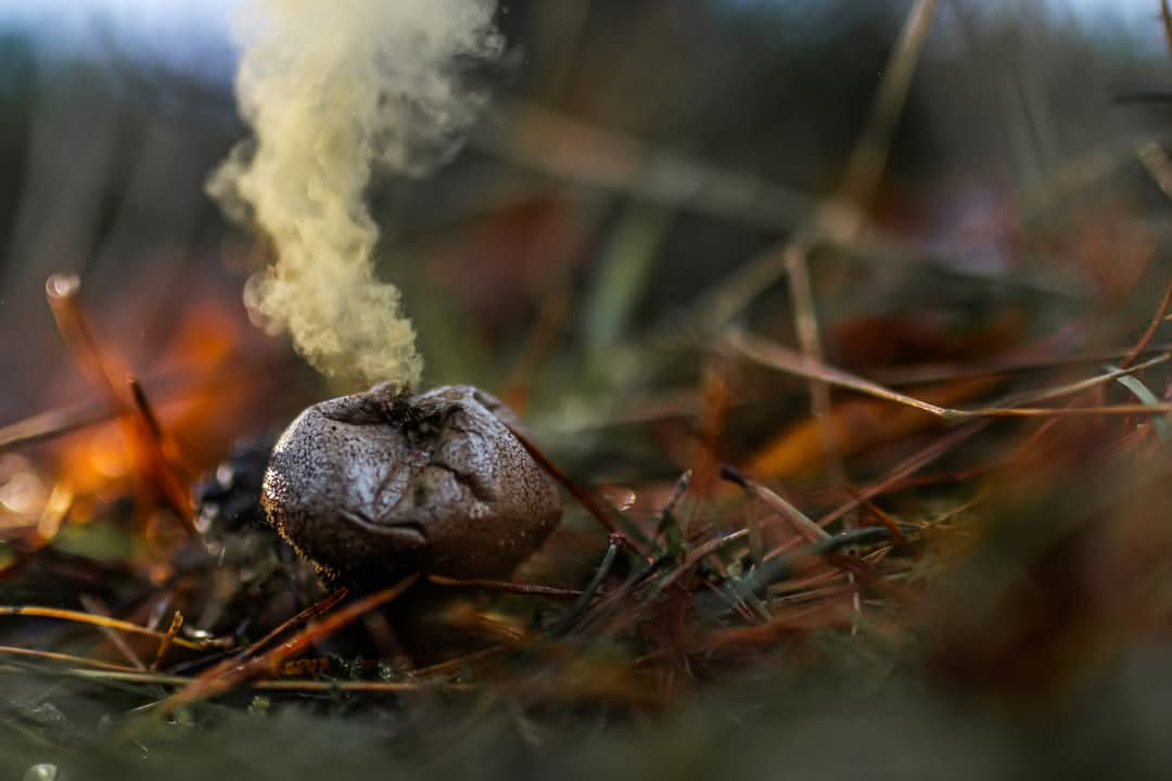 Een 'ontplofte' aardappelbovist