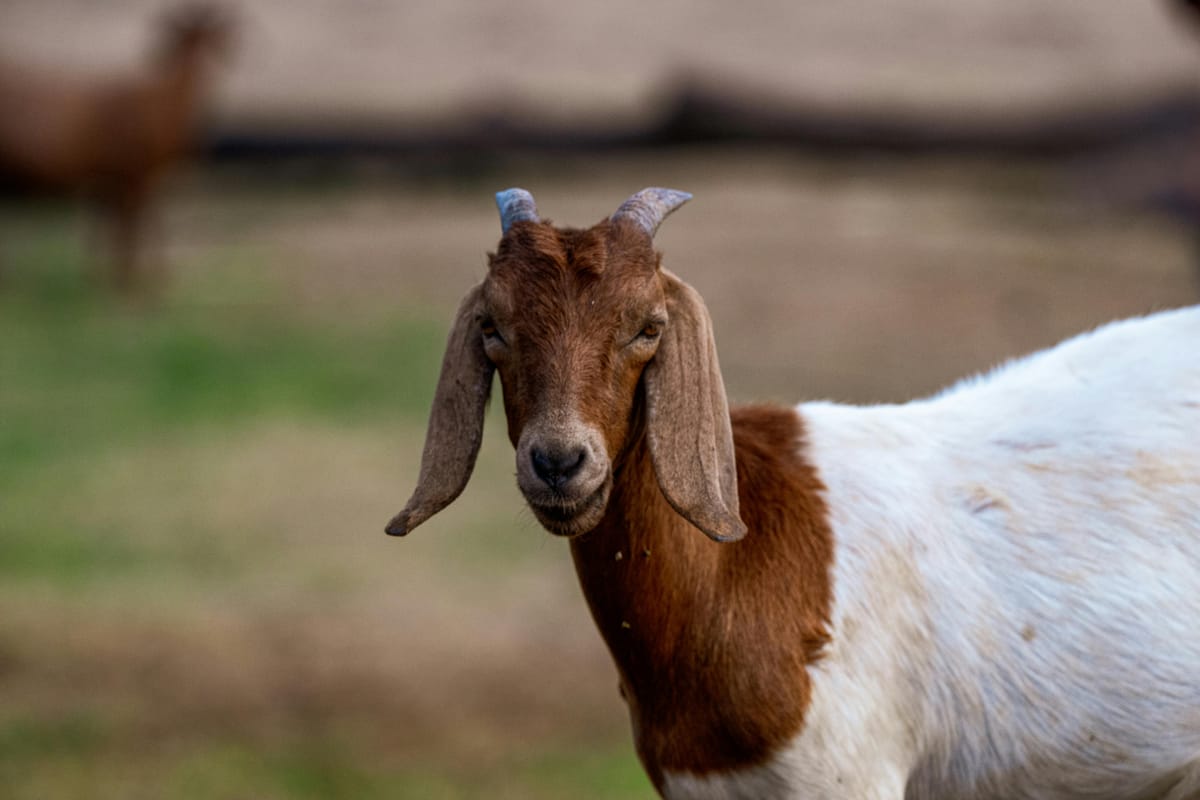 Schrijnend geval van dierenverwaarlozing ontdekt