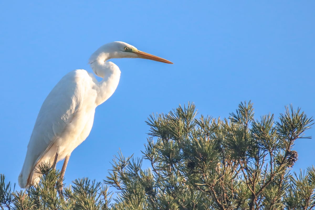 De grote zilverreiger gespot