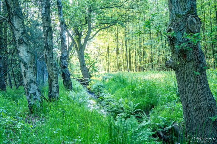 Natuur in Kattenbos