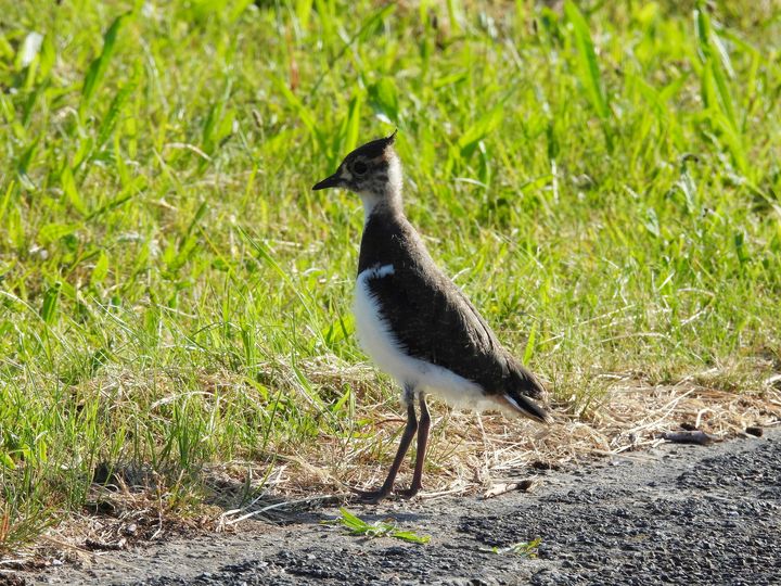 Kieviten in de Lommelse natuur