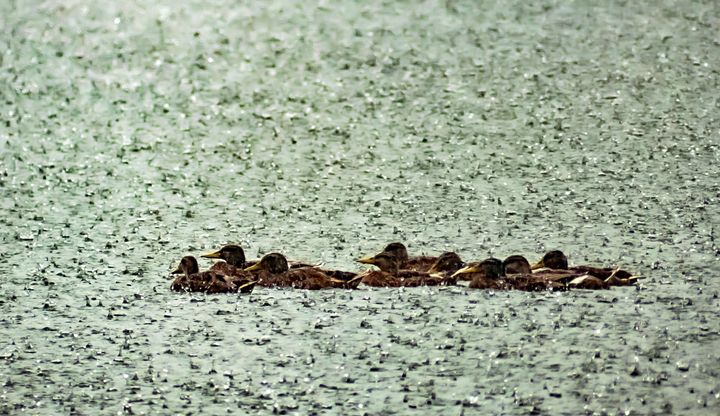 Alweer een portie Lommelse natuur