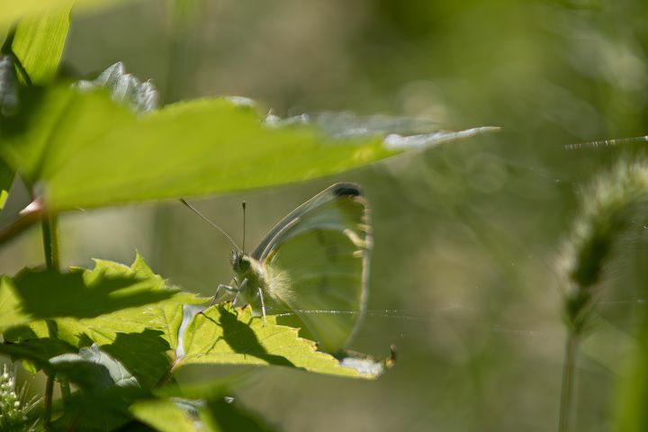 Een dubbele portie natuur...