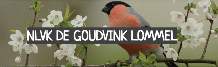 NLVK De Goudvink op zoek naar nieuwe leden