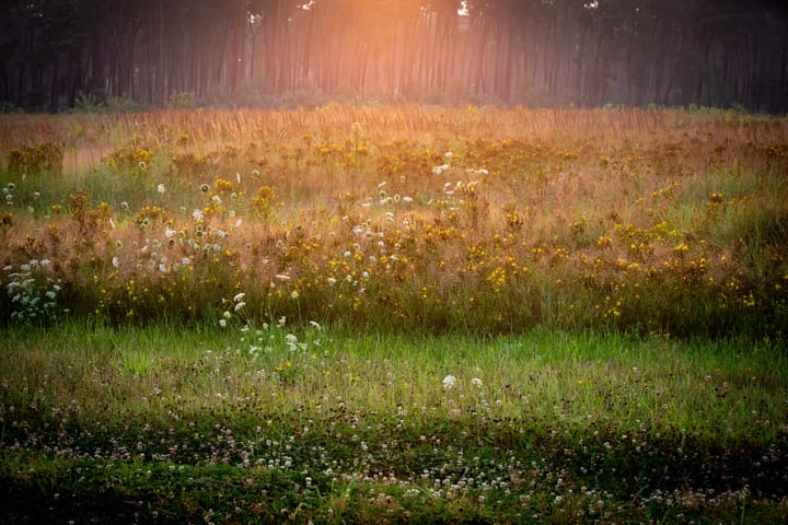 Natuur begin augustus