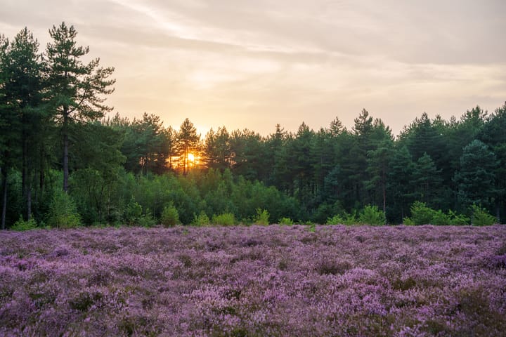 Natuur om op adem te komen