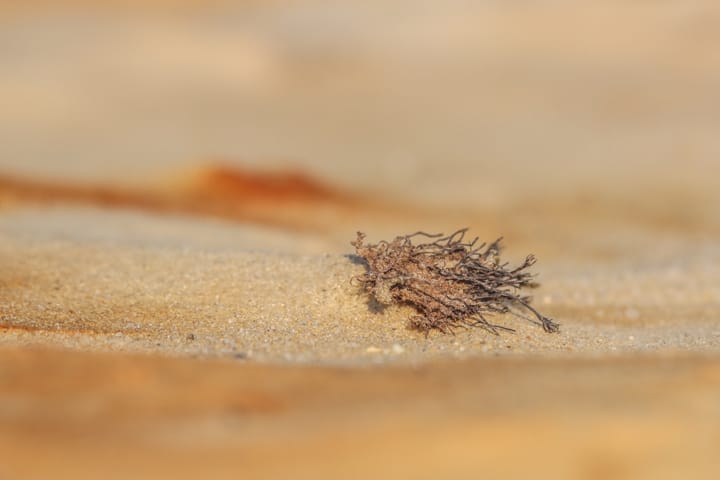 Knappe zandlandschapjes op Balimheide