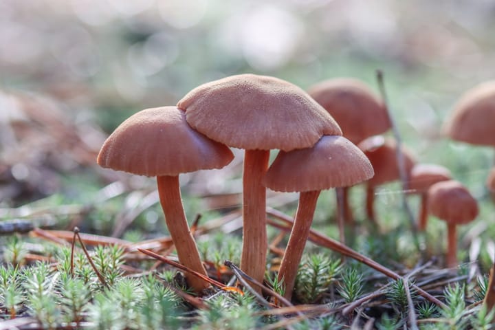 Paddenstoelen, mist en meer