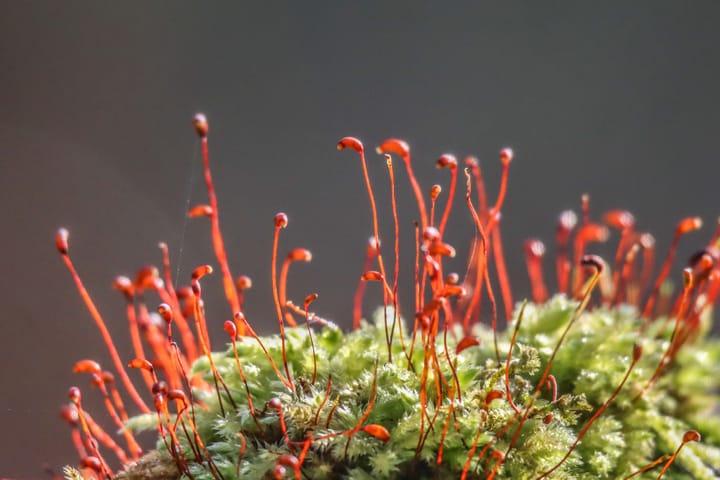 Prille lente in onze natuur