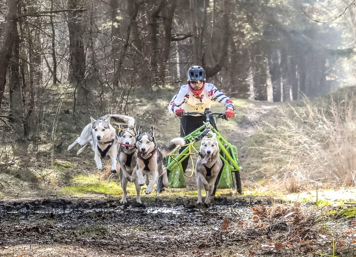 Belgisch kampioenschap 'sledehonden' hier bij ons...